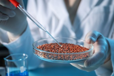 Photo of GMO concept. Scientist dripping something onto buckwheat grains under in laboratory, closeup