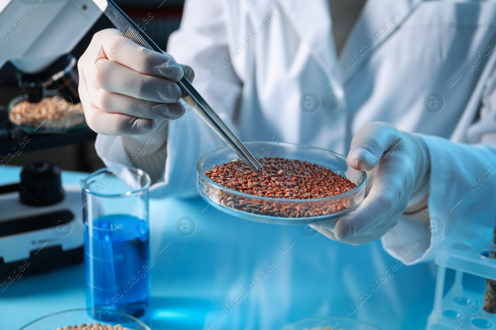 Photo of GMO concept. Scientist holding petri dish with buckwheat and tweezers in laboratory, closeup