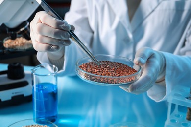 Photo of GMO concept. Scientist holding petri dish with buckwheat and tweezers in laboratory, closeup