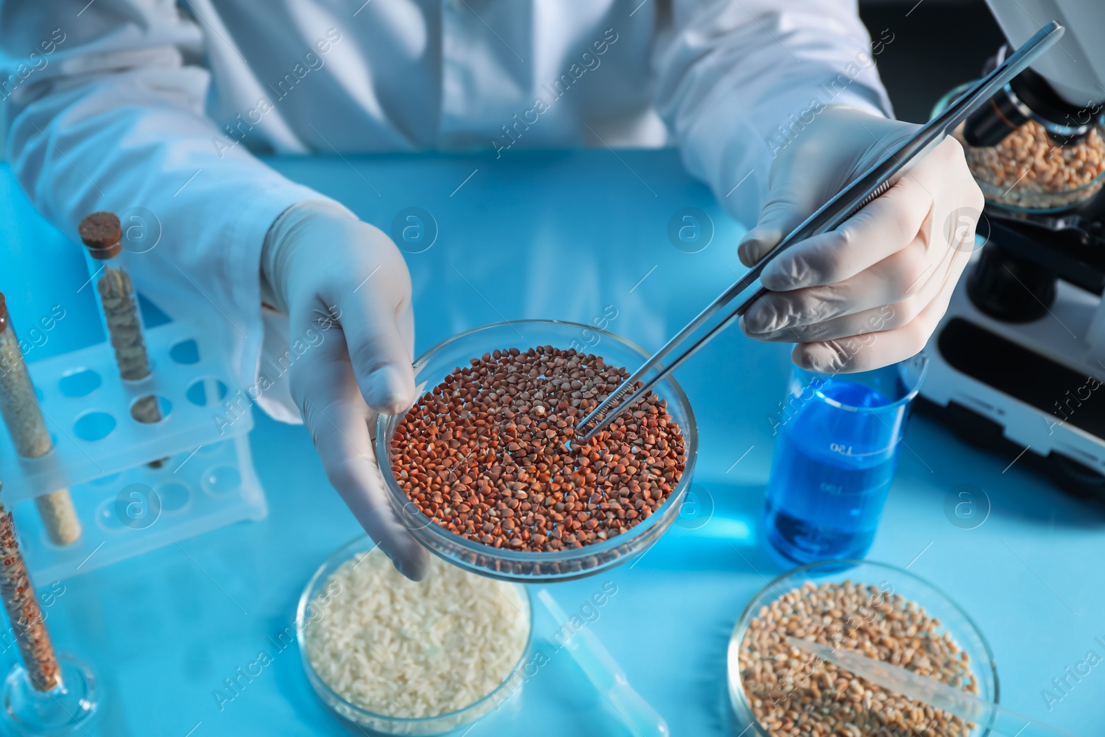 Photo of GMO concept. Scientist holding petri dish with buckwheat and tweezers in laboratory, closeup