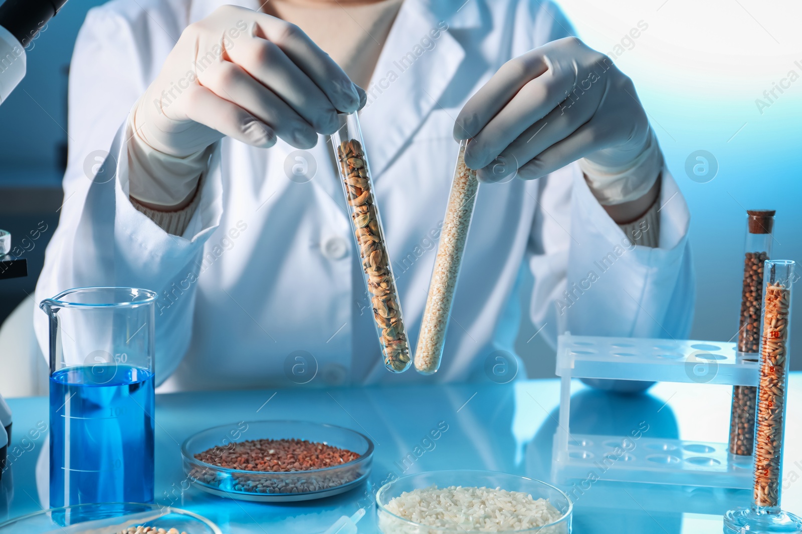 Photo of GMO concept. Scientist holding test tubes with cereal grains at table in laboratory, closeup