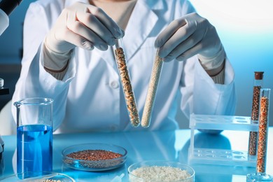 Photo of GMO concept. Scientist holding test tubes with cereal grains at table in laboratory, closeup