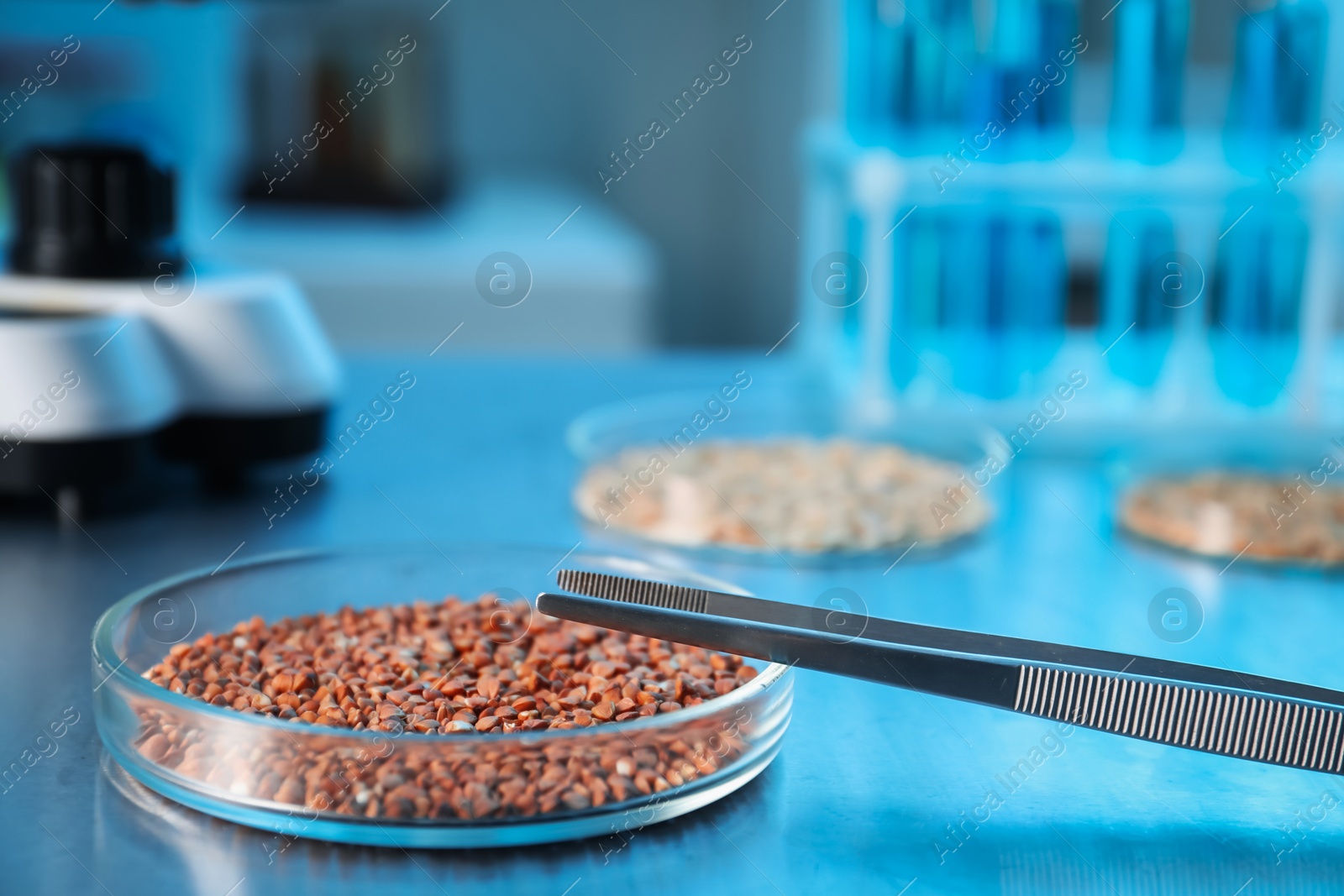 Photo of GMO concept. Petri dish with buckwheat grains and tweezers on table, closeup