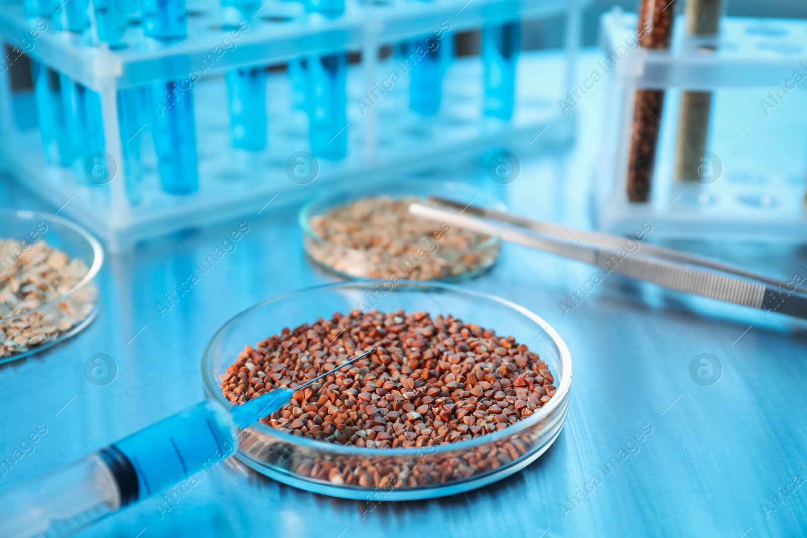 Photo of GMO concept. Petri dish with buckwheat grains and syringe on table, closeup