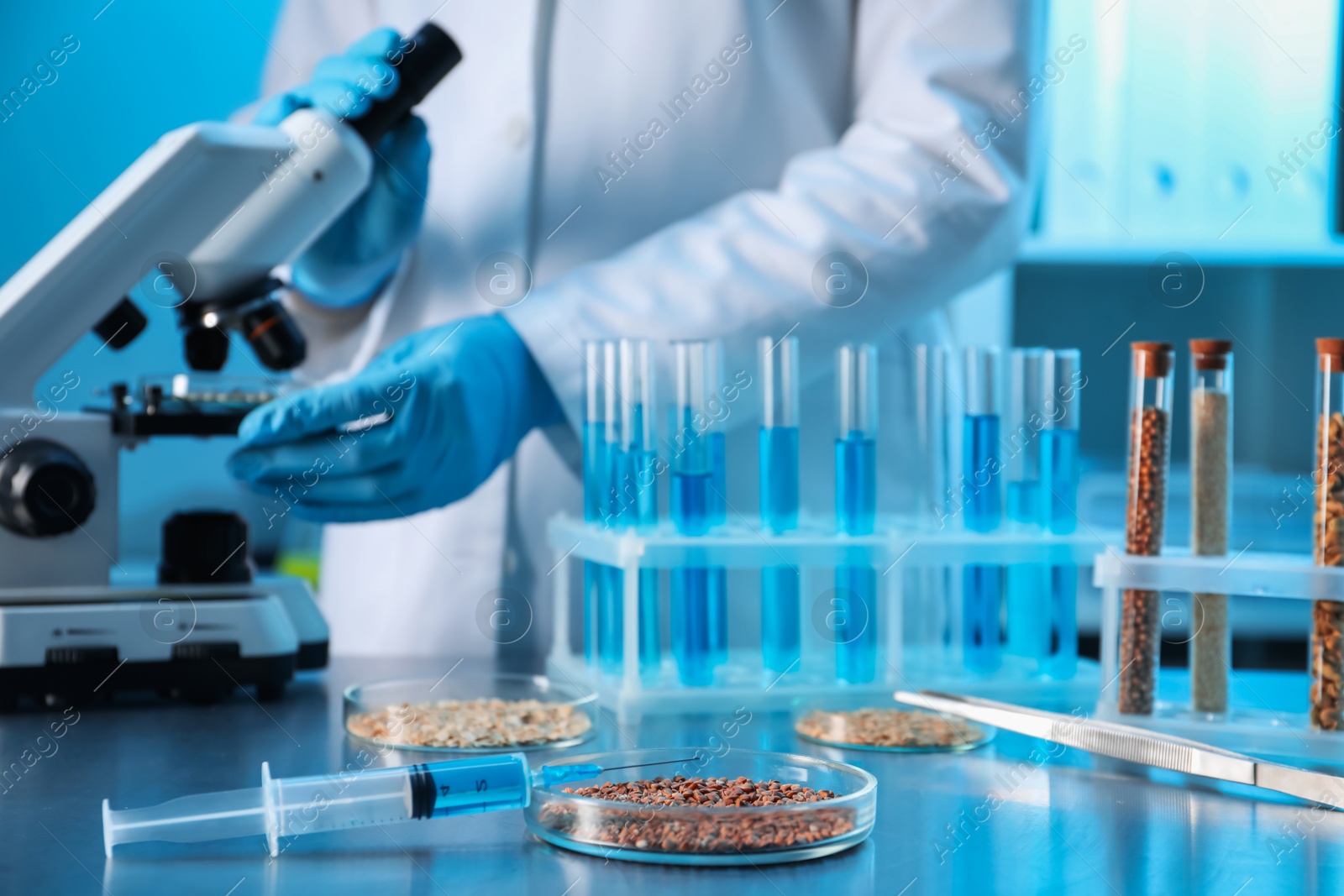 Photo of GMO concept. Scientist using microscope in laboratory, focus on petri dish with buckwheat grains and syringe