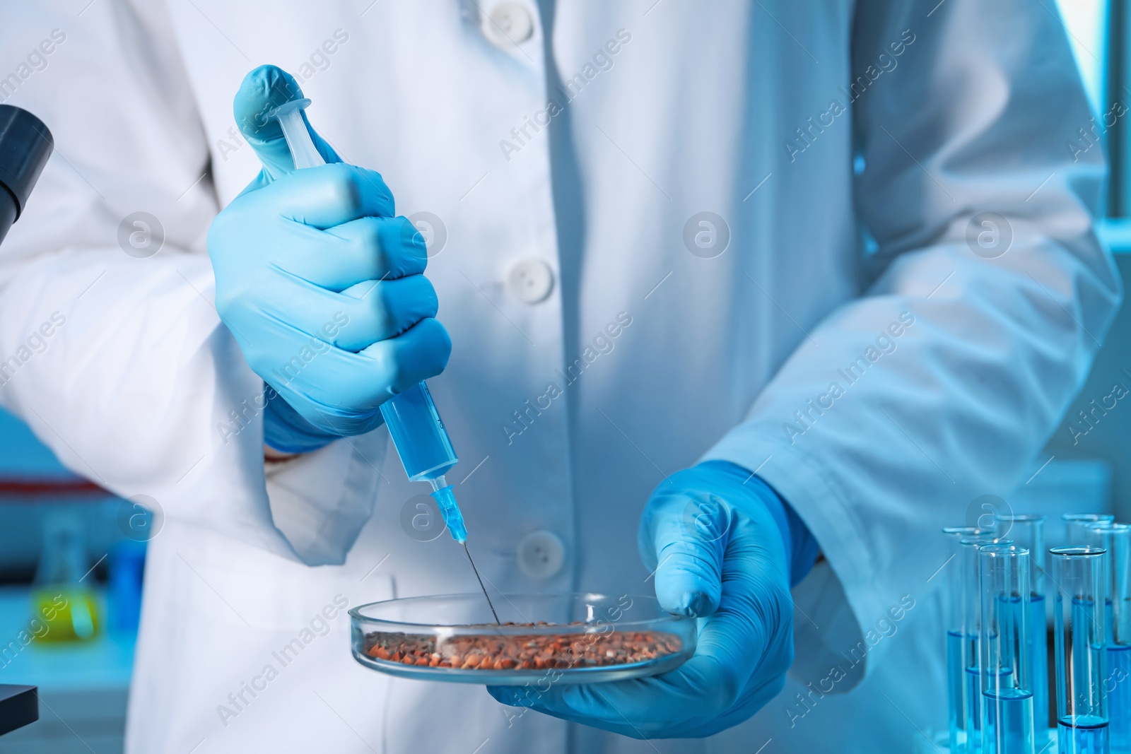 Photo of GMO concept. Scientist injecting something into buckwheat grains in laboratory, closeup