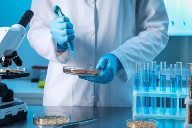 Photo of GMO concept. Scientist injecting something into buckwheat grains at table in laboratory, closeup