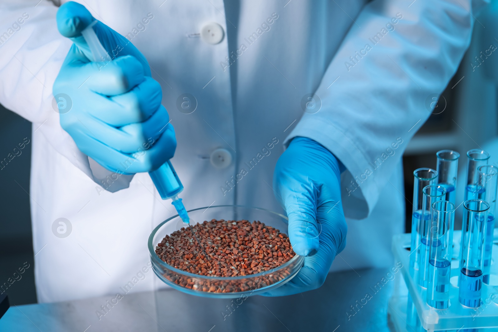 Photo of GMO concept. Scientist injecting something into buckwheat grains at table in laboratory, closeup