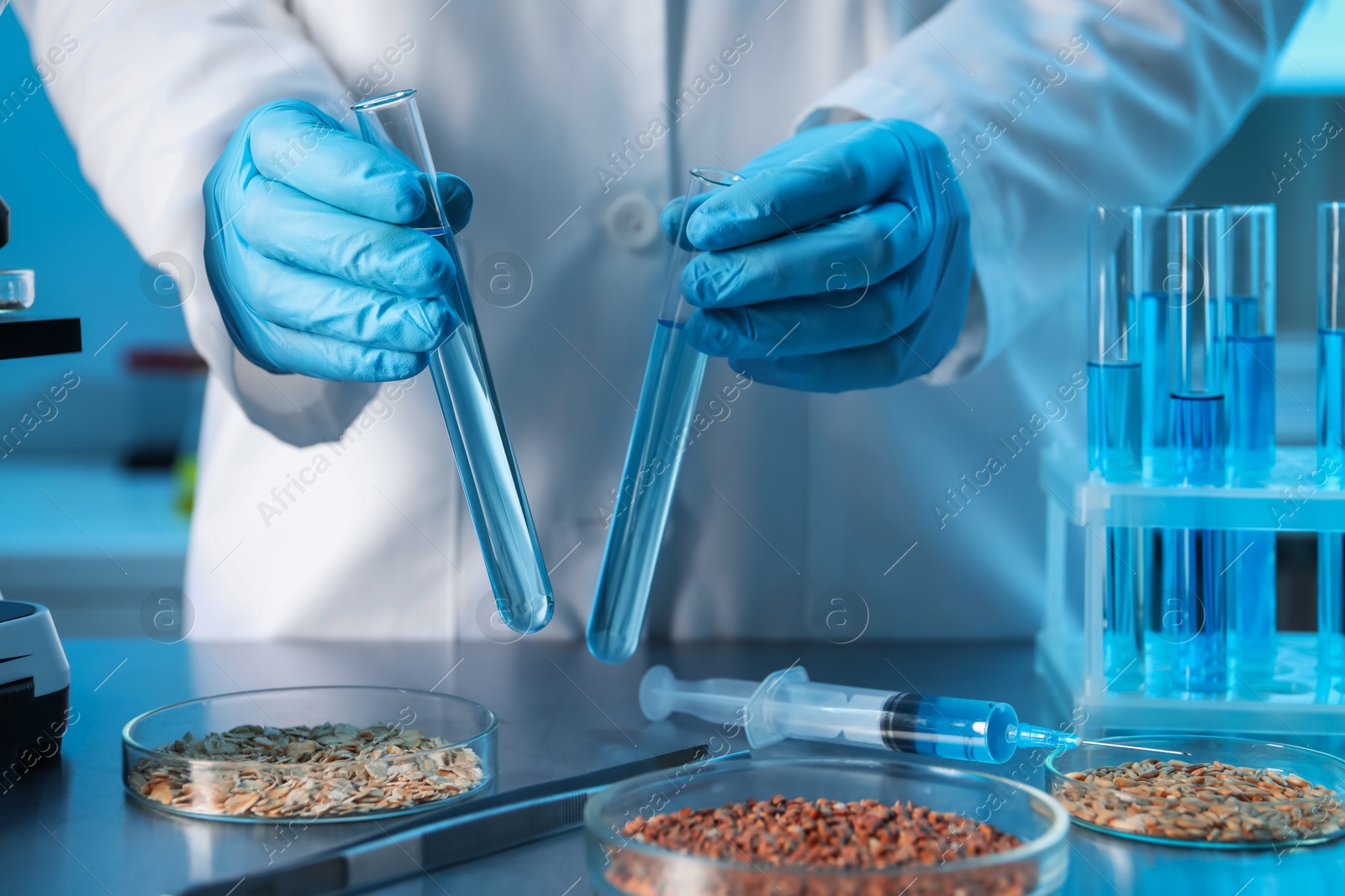 Photo of GMO concept. Scientist holding test tubes of liquid at table with different cereal grains in laboratory, closeup