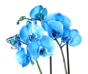 Photo of Beautiful blue orchid flower isolated on white