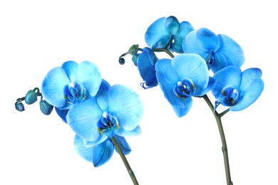 Photo of Beautiful blue orchid flower isolated on white