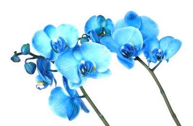 Photo of Beautiful blue orchid flower isolated on white