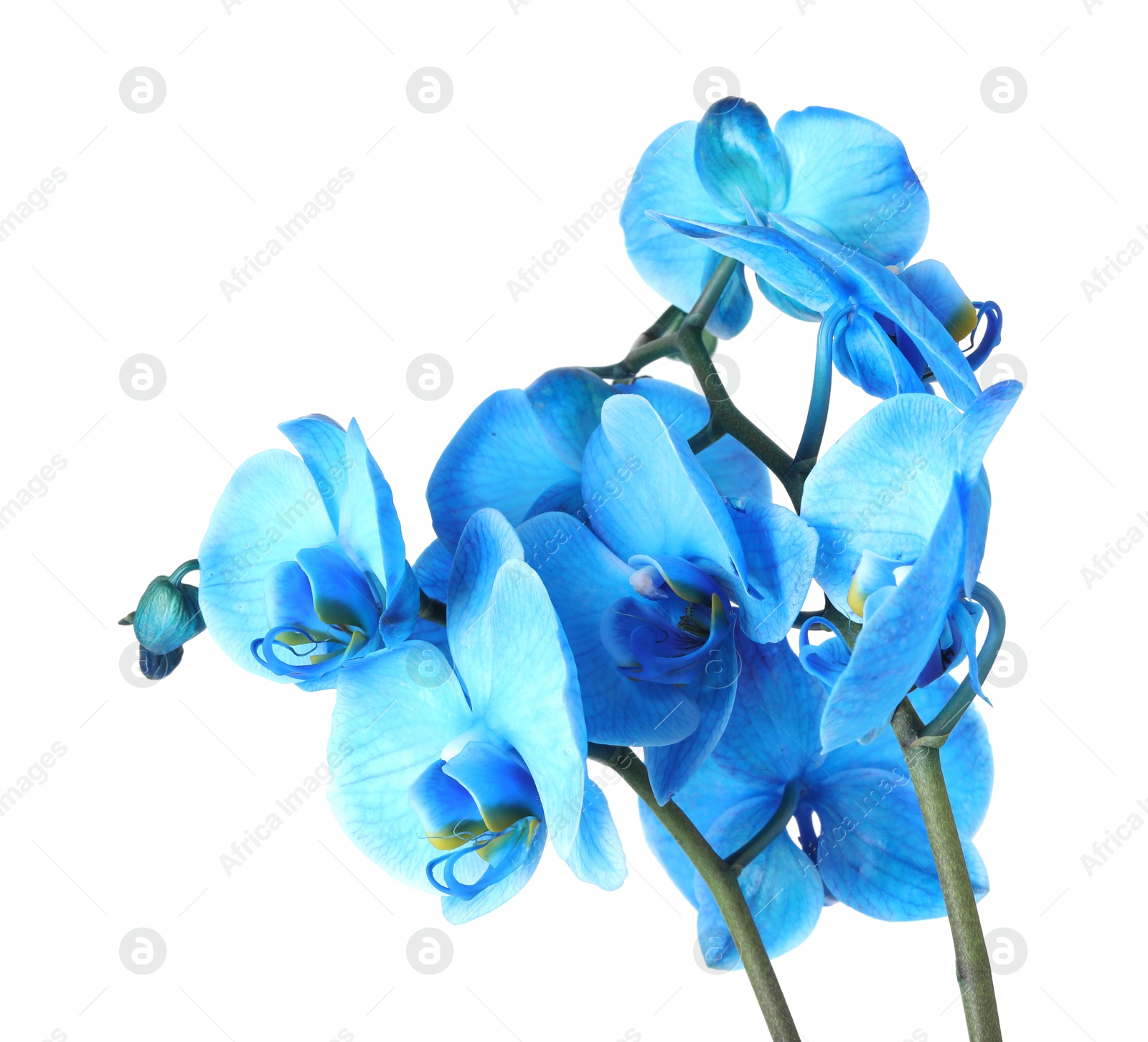 Beautiful blue orchid flower isolated on white Photo of Beautiful blue orchid flower isolated on white