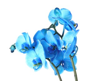 Photo of Beautiful blue orchid flower isolated on white