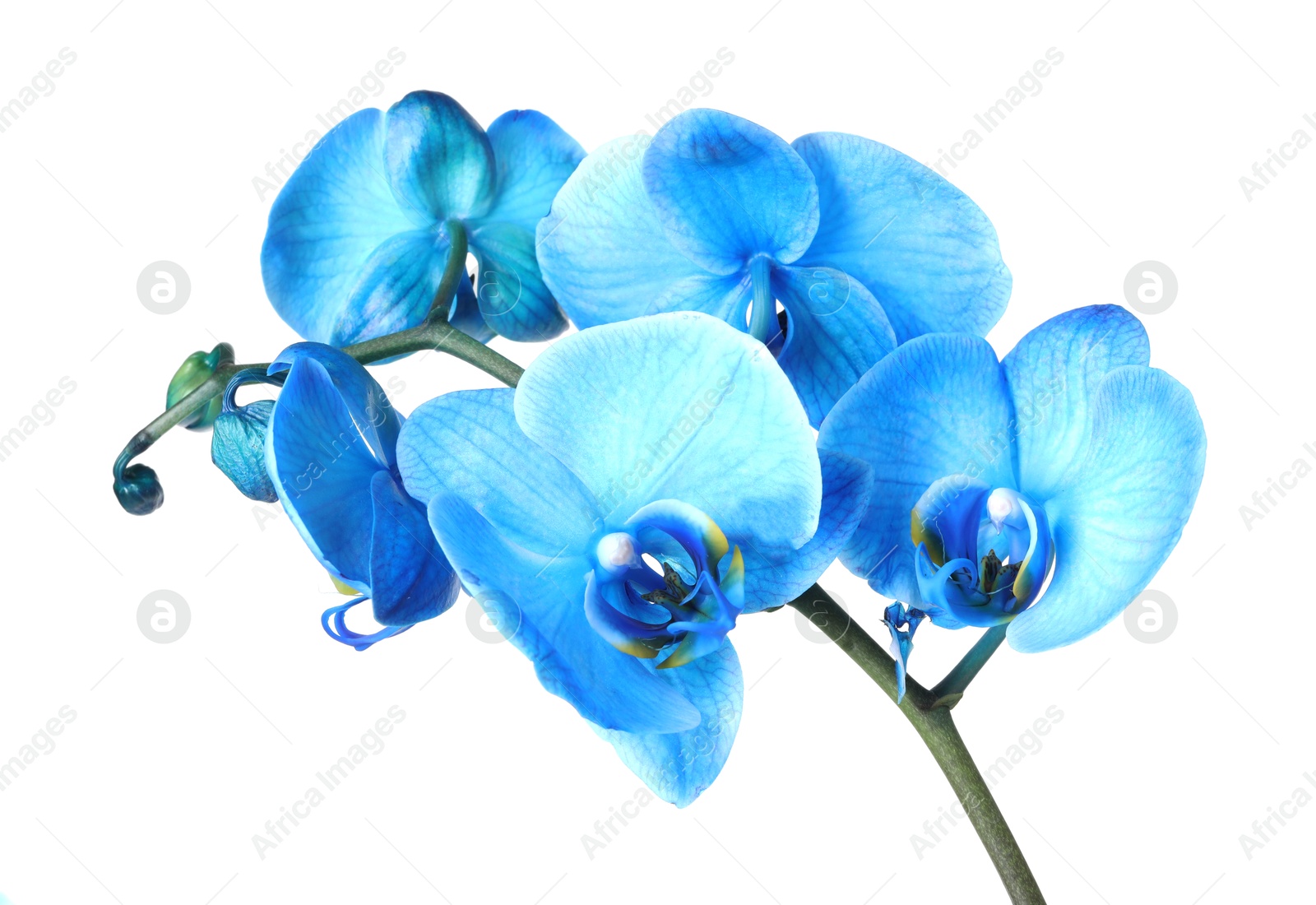 Beautiful blue orchid flower isolated on white Photo of Beautiful blue orchid flower isolated on white