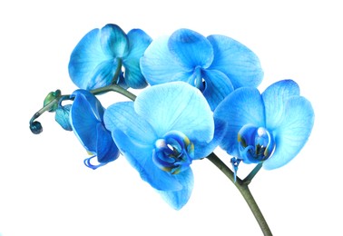 Photo of Beautiful blue orchid flower isolated on white