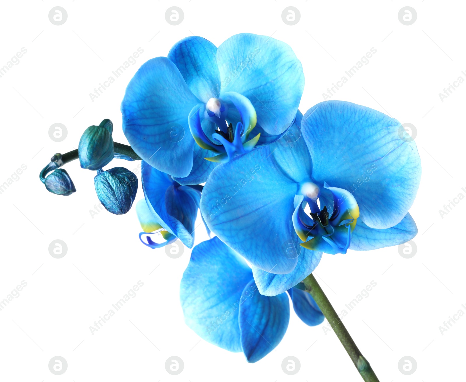 Beautiful blue orchid flower isolated on white Photo of Beautiful blue orchid flower isolated on white