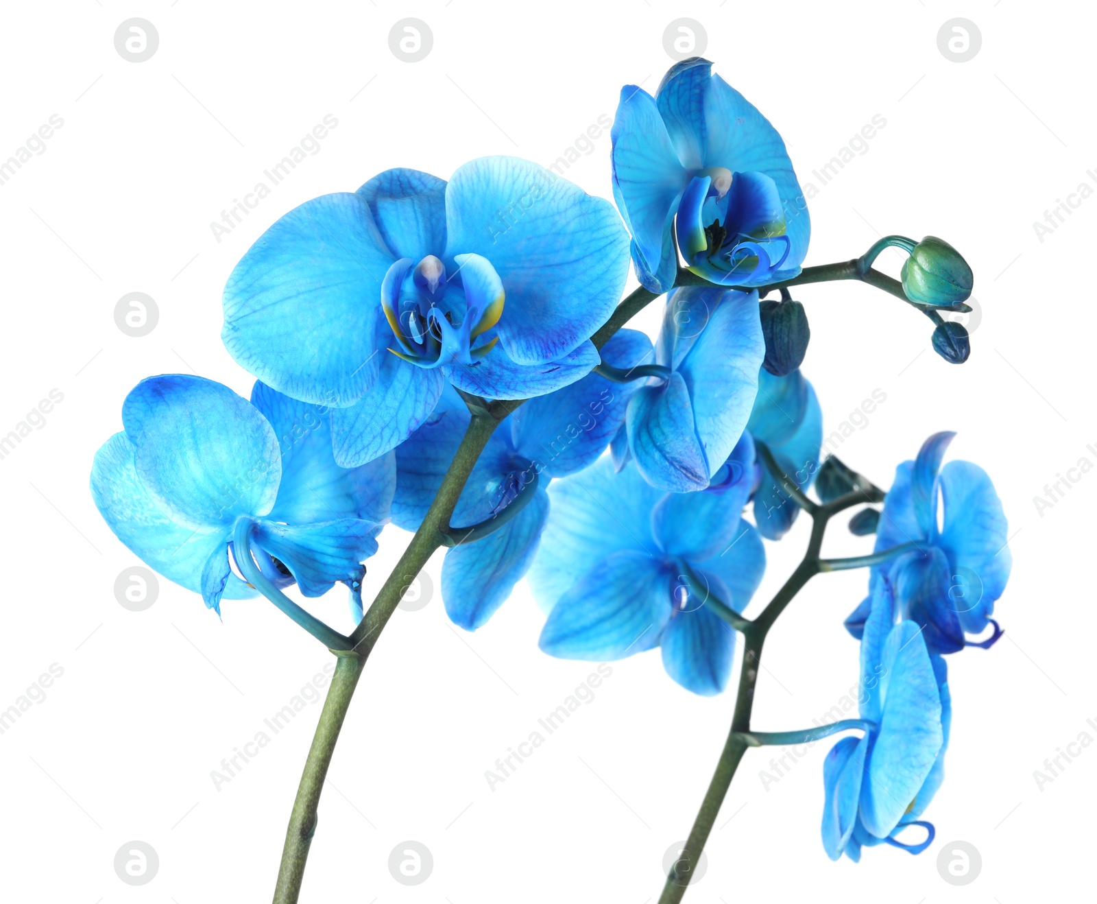 Beautiful blue orchid flower isolated on white Photo of Beautiful blue orchid flower isolated on white