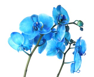 Photo of Beautiful blue orchid flower isolated on white