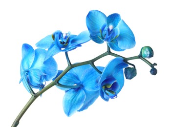 Photo of Beautiful blue orchid flower isolated on white
