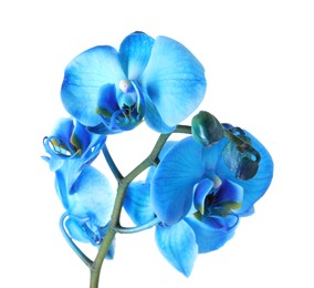 Photo of Beautiful blue orchid flower isolated on white