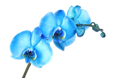 Photo of Beautiful blue orchid flower isolated on white
