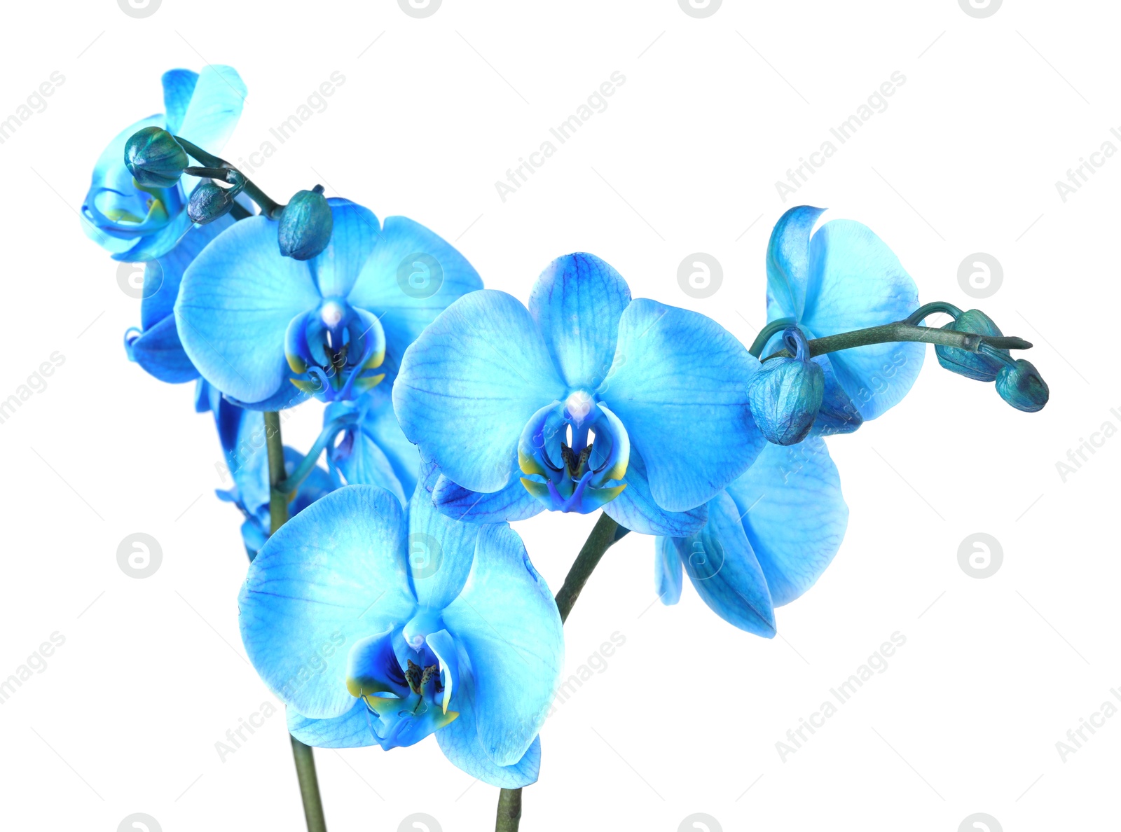 Beautiful blue orchid flower isolated on white Photo of Beautiful blue orchid flower isolated on white