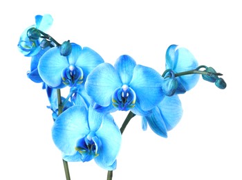 Photo of Beautiful blue orchid flower isolated on white