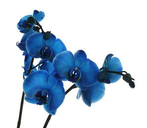 Photo of Beautiful blue orchid flower isolated on white