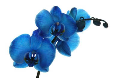 Photo of Beautiful blue orchid flower isolated on white