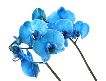 Photo of Beautiful blue orchid flower isolated on white