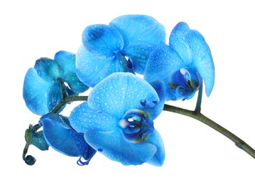 Photo of Beautiful blue orchid flower isolated on white