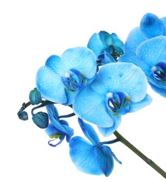 Photo of Beautiful blue orchid flower isolated on white