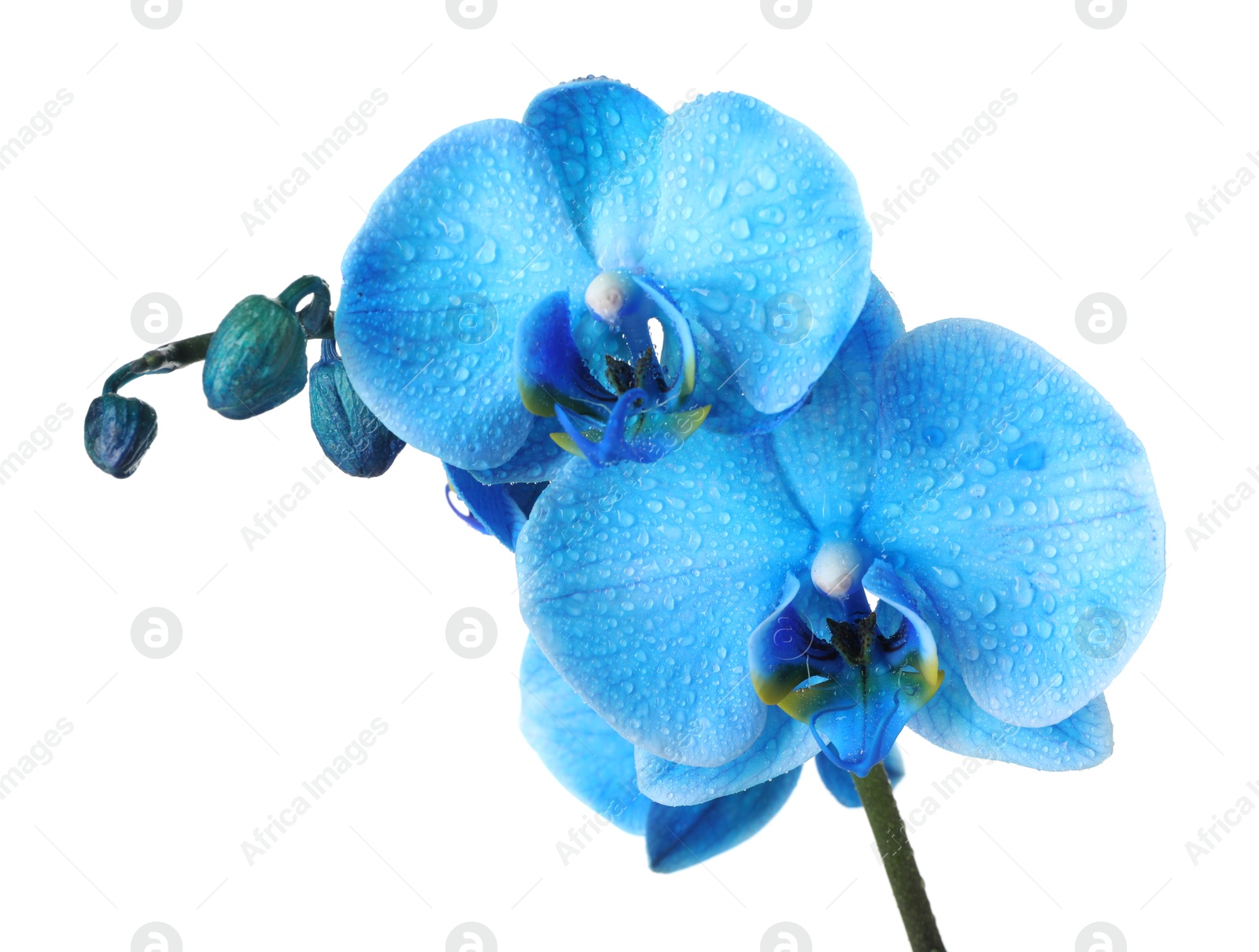 Beautiful blue orchid flower isolated on white Photo of Beautiful blue orchid flower isolated on white