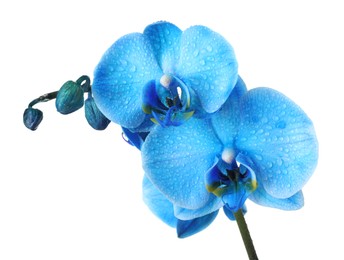 Photo of Beautiful blue orchid flower isolated on white