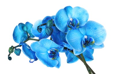 Photo of Beautiful blue orchid flower isolated on white