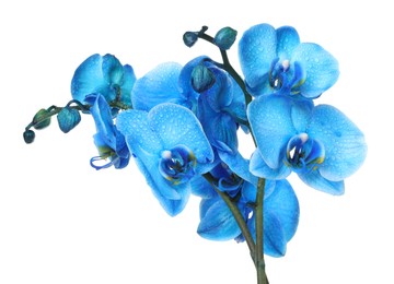 Photo of Beautiful blue orchid flower isolated on white