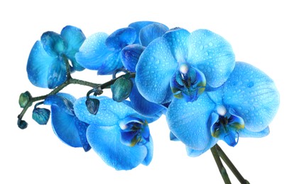 Photo of Beautiful blue orchid flower isolated on white