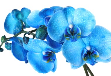 Photo of Beautiful blue orchid flower isolated on white