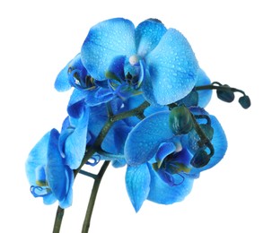 Photo of Beautiful blue orchid flower isolated on white