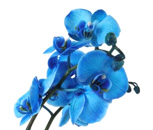 Photo of Beautiful blue orchid flower isolated on white