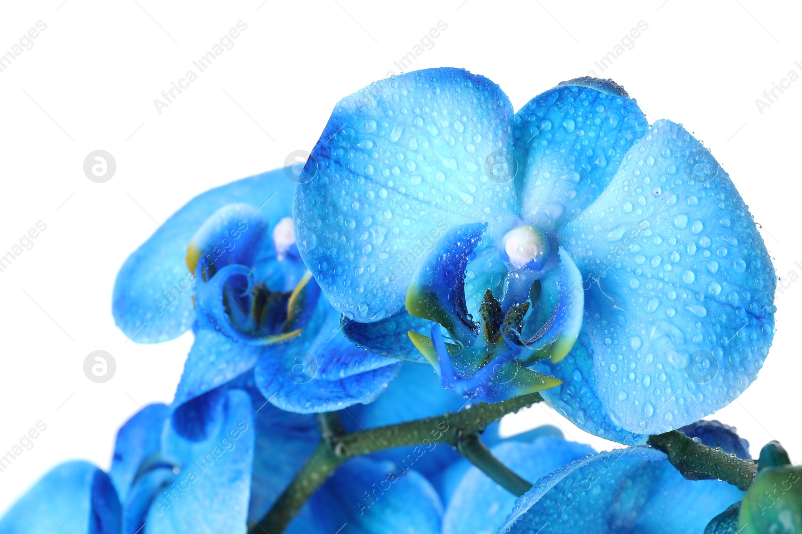 Beautiful blue orchid flower isolated on white Photo of Beautiful blue orchid flower isolated on white