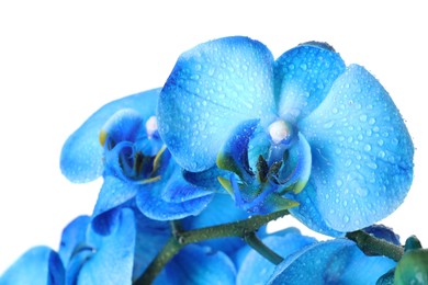 Photo of Beautiful blue orchid flower isolated on white