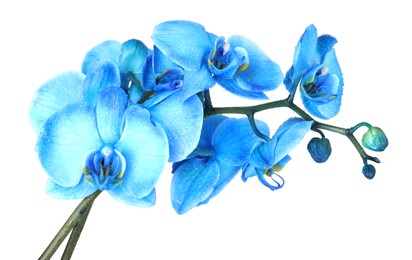 Photo of Beautiful blue orchid flower isolated on white