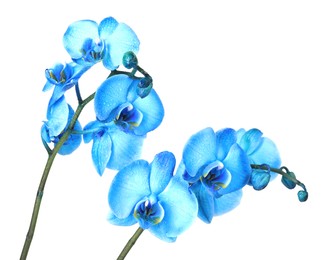 Photo of Beautiful blue orchid flower isolated on white