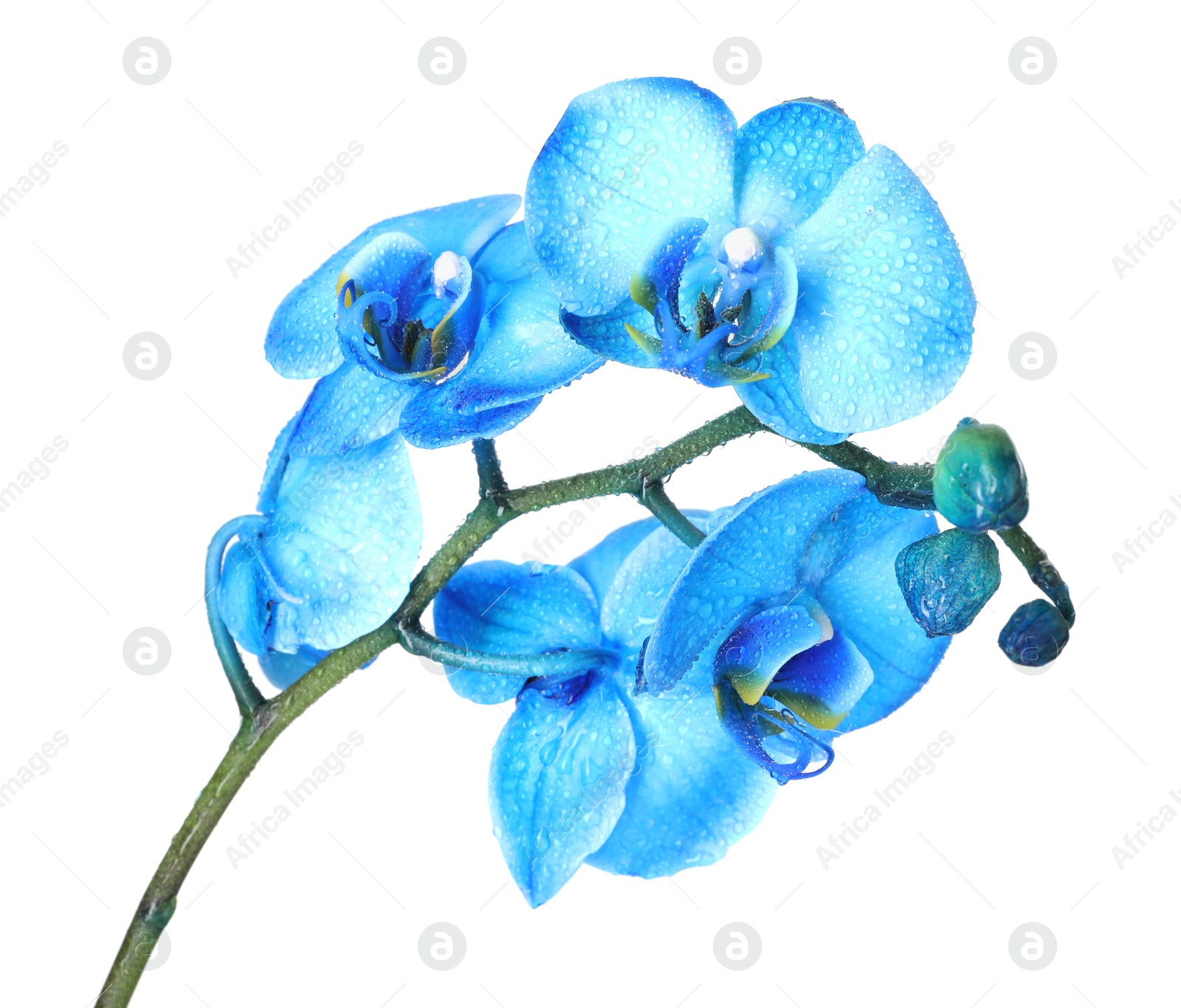 Beautiful blue orchid flower isolated on white Photo of Beautiful blue orchid flower isolated on white