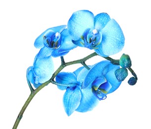 Photo of Beautiful blue orchid flower isolated on white