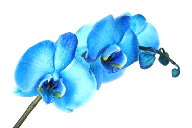 Photo of Beautiful blue orchid flower isolated on white