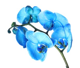 Photo of Beautiful blue orchid flower isolated on white