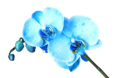 Photo of Beautiful blue orchid flower isolated on white